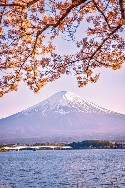 View Of Mt. Fuji Through Cherry Blossom Trees, Lake Kawaguchi VI by Alex G Perez multi panel art