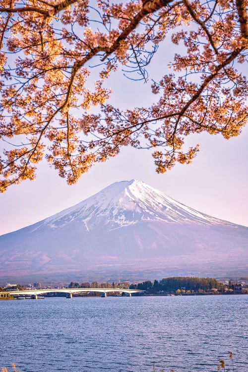 View Of Mt. Fuji Through Cherry Blossom Trees, Lake Kawaguchi VI
