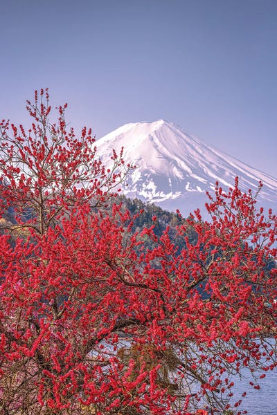 View Of Mt. Fuji Through Cherry Blossom Trees, Lake Kawaguchi VII by Alex G Perez multi panel art