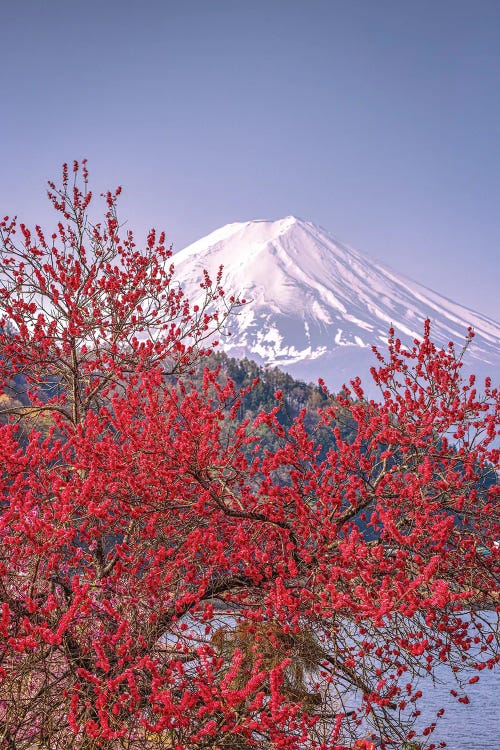 View Of Mt. Fuji Through Cherry Blossom Trees, Lake Kawaguchi VII