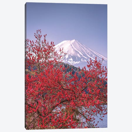 View Of Mt. Fuji Through Cherry Blossom Trees, Lake Kawaguchi VII Canvas Print #AGP547} by Alex G Perez Canvas Print