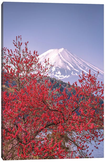 View Of Mt. Fuji Through Cherry Blossom Trees, Lake Kawaguchi VII Canvas Art Print - Alex G Perez