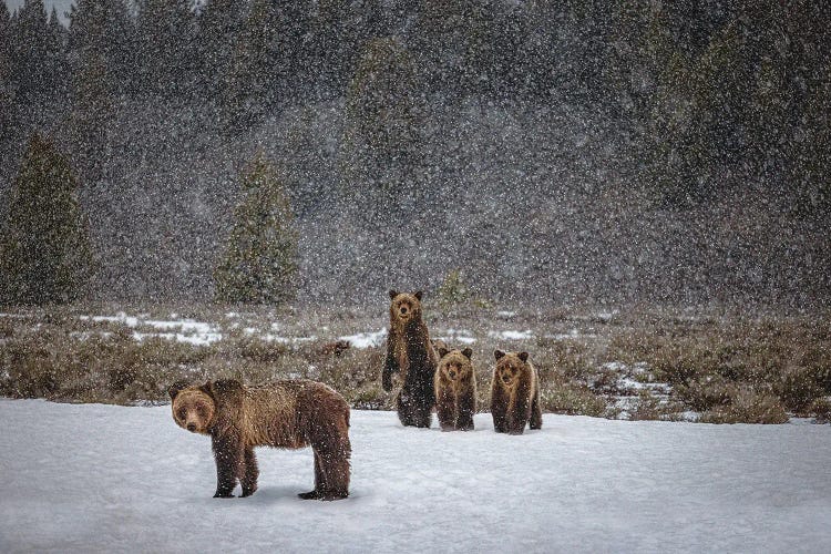 Grand Teton Grizzly Bear Family I by Alex G Perez wall art