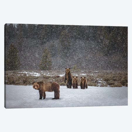 Grand Teton Grizzly Bear Family I Canvas Print #AGP558} by Alex G Perez Canvas Print