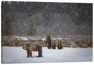 Grand Teton Grizzly Bear Family I Canvas Art Print - Grand Teton National Park Art