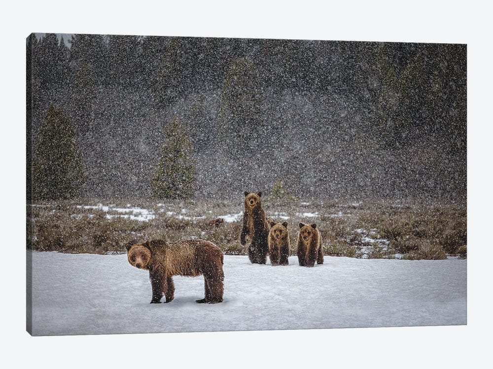 Grand Teton Grizzly Bear Family I by Alex G Perez 1-piece Canvas Artwork