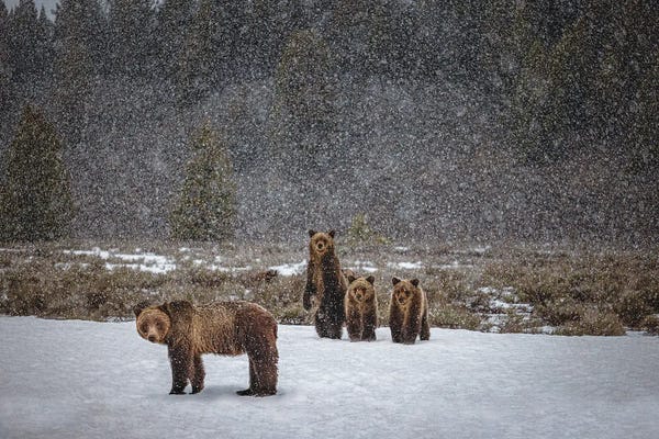 Grand Teton National Park: Grand Teton Grizzly Bear Family I by Alex G Perez