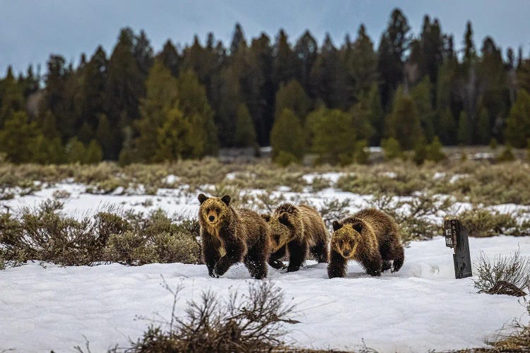 Grand Teton Grizzly Bear Family II by Alex G Perez wall art