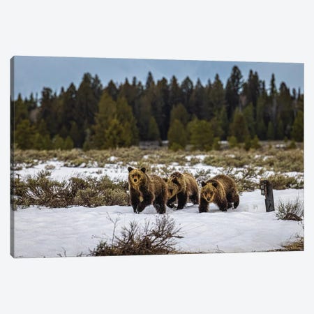 Grand Teton Grizzly Bear Family II Canvas Print #AGP559} by Alex G Perez Canvas Art Print