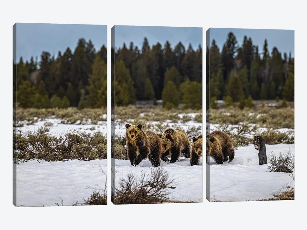 Grand Teton Grizzly Bear Family II by Alex G Perez 3-piece Canvas Art Print