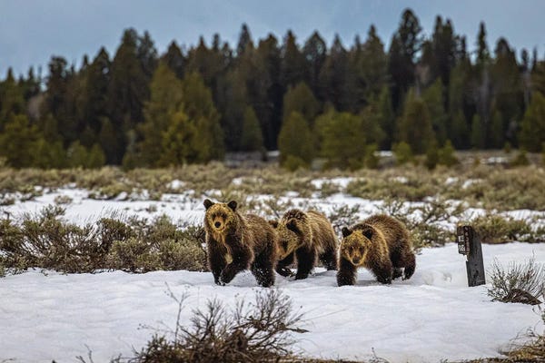 Grand Teton National Park: Grand Teton Grizzly Bear Family II by Alex G Perez