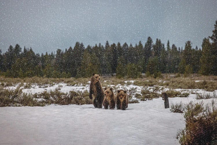 Grand Teton Grizzly Bear Family III by Alex G Perez wall art