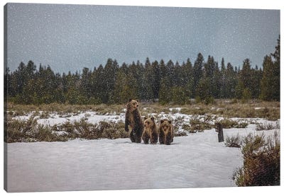 Grand Teton Grizzly Bear Family III Canvas Art Print - Grand Teton National Park Art