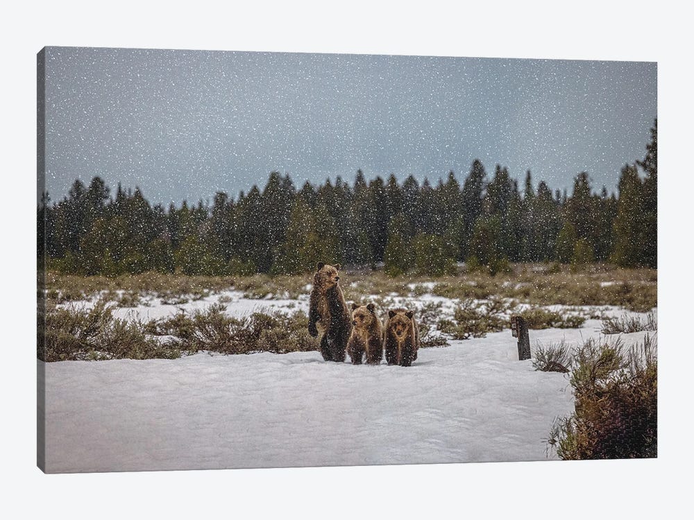 Grand Teton Grizzly Bear Family III by Alex G Perez 1-piece Canvas Art Print