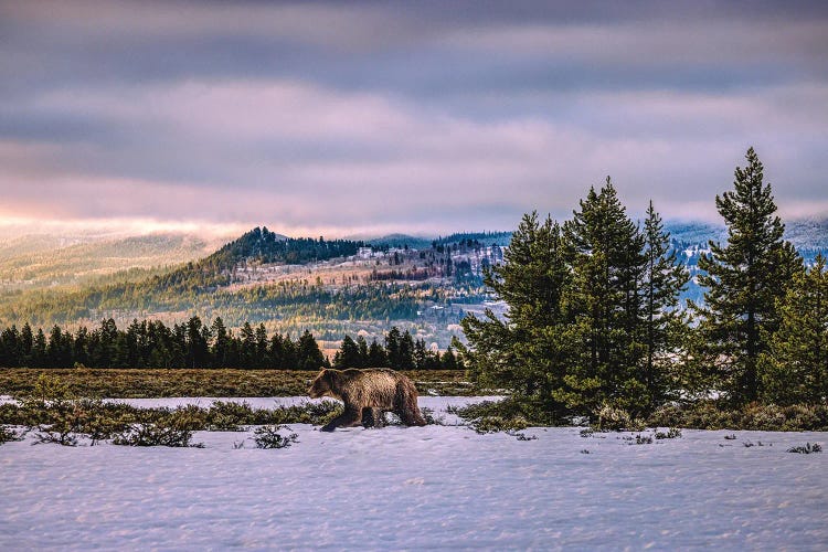 Grand Teton Grizzly Bear Family IV by Alex G Perez wall art