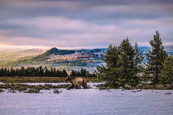 Grand Teton National Park: Grand Teton Grizzly Bear Family IV by Alex G Perez