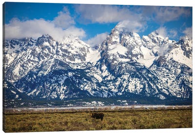 Grand Teton Loan Moose Canvas Art Print - Rocky Mountain Art