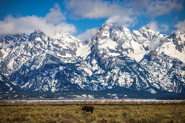 Teton Range: Grand Teton Loan Moose by Alex G Perez