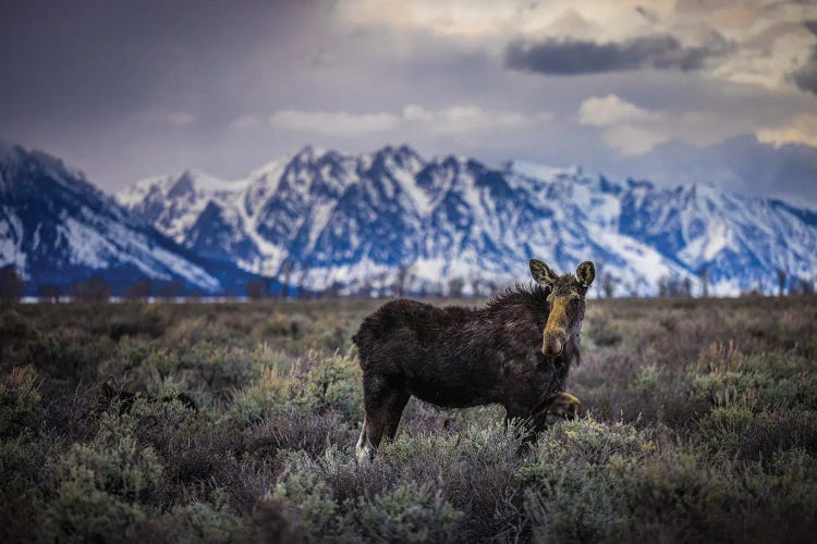 Grand Teton Moose I by Alex G Perez wall art