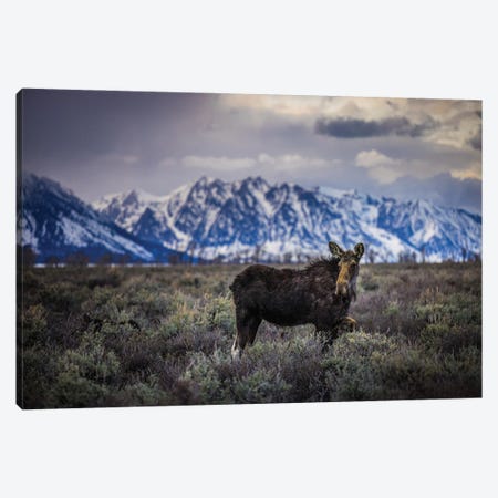 Grand Teton Moose I Canvas Print #AGP563} by Alex G Perez Canvas Art
