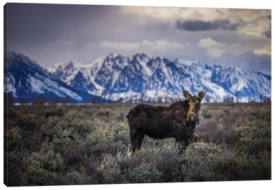 Grand Teton Moose I Canvas Art Print - Rocky Mountain Art