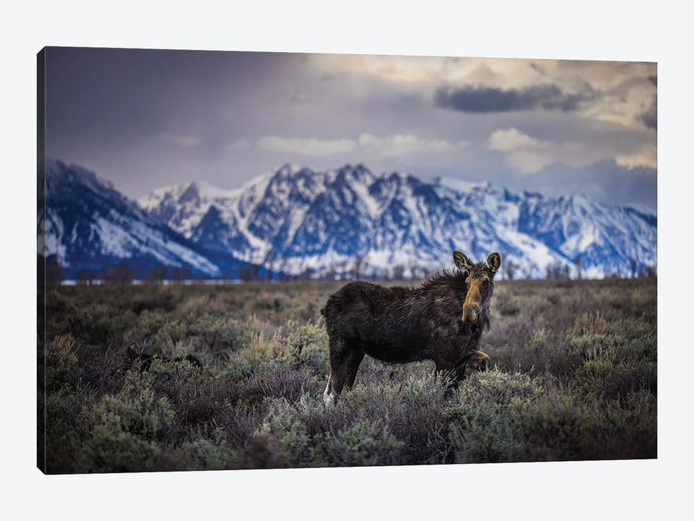 Grand Teton Moose I by Alex G Perez 1-piece Canvas Artwork