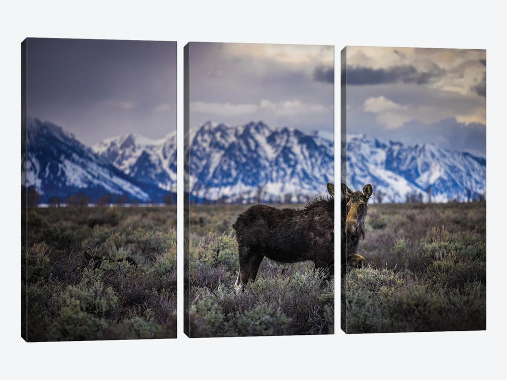 Grand Teton Moose I by Alex G Perez 3-piece Canvas Wall Art