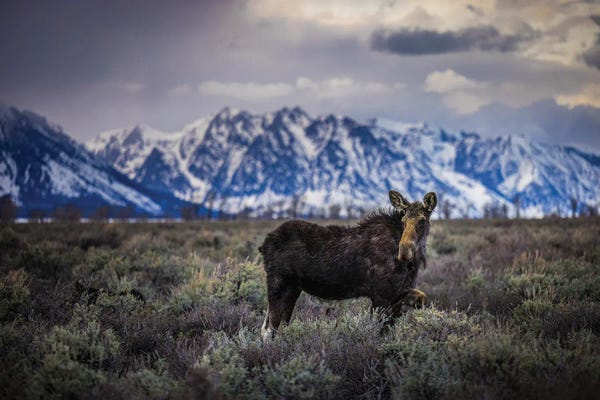 Teton Range: Grand Teton Moose I by Alex G Perez