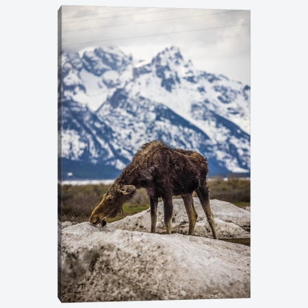 Grand Teton Moose II Canvas Print #AGP564} by Alex G Perez Art Print