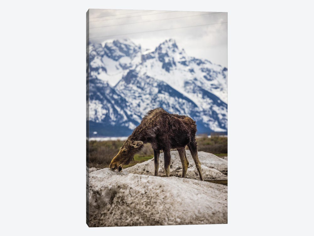 Grand Teton Moose II by Alex G Perez 1-piece Art Print