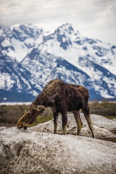 Teton Range: Grand Teton Moose II by Alex G Perez