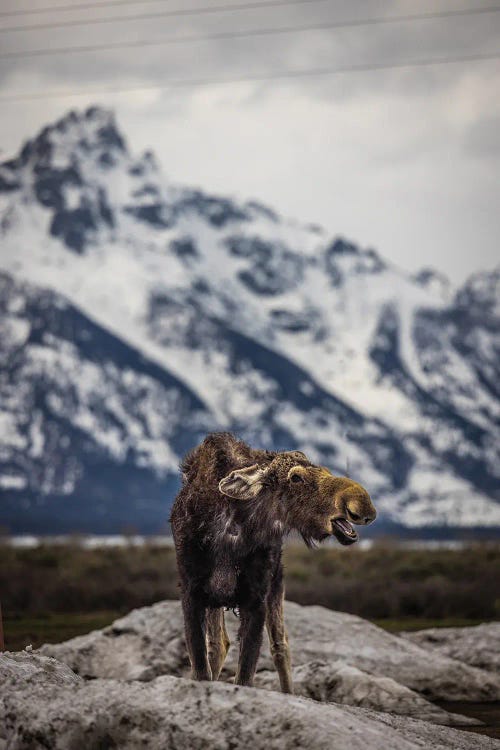 Grand Teton Moose III by Alex G Perez wall art