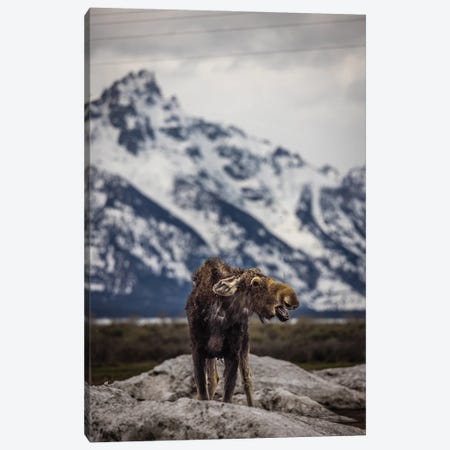 Grand Teton Moose III Canvas Print #AGP565} by Alex G Perez Canvas Art Print