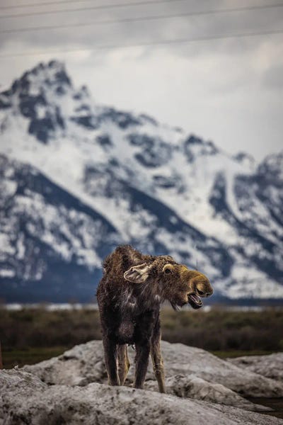 Teton Range: Grand Teton Moose III by Alex G Perez