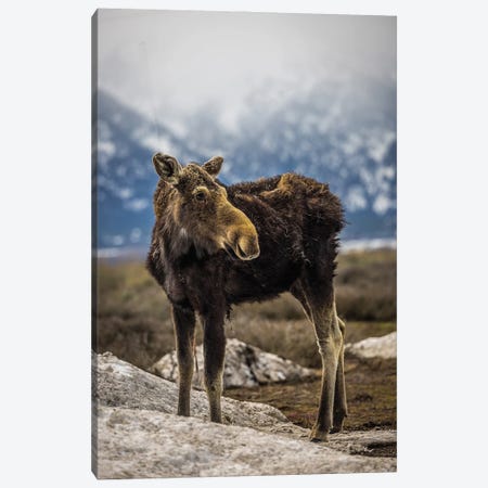 Grand Teton Moose IV Canvas Print #AGP566} by Alex G Perez Art Print