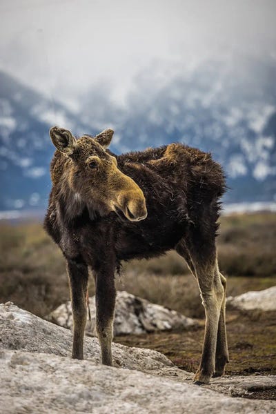 Teton Range: Grand Teton Moose IV by Alex G Perez