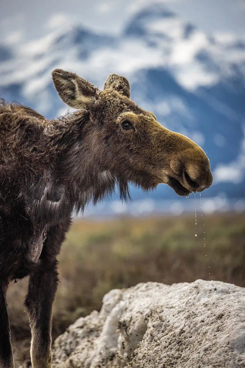 Grand Teton Moose V by Alex G Perez wall art