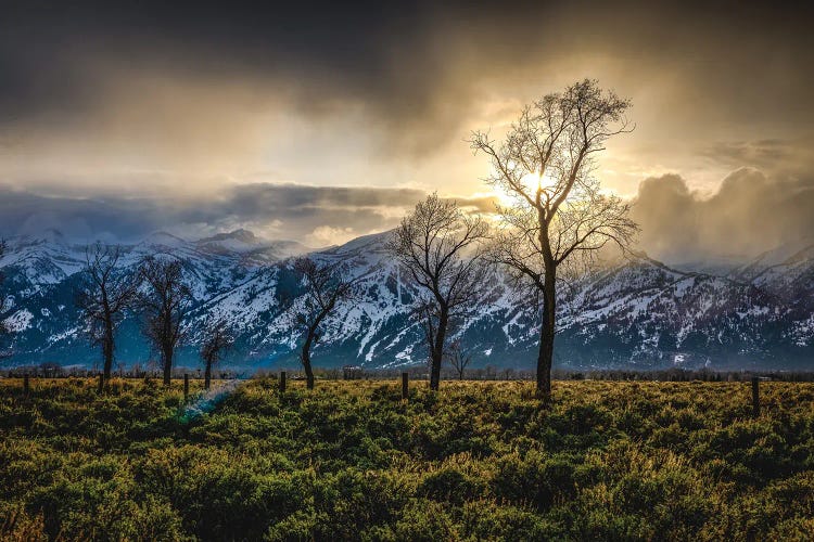 Grand Teton Sunset Trees by Alex G Perez wall art