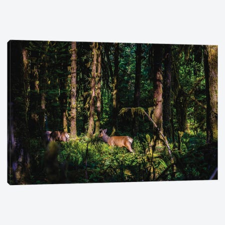 Olympic National Park Deer I Canvas Print #AGP589} by Alex G Perez Canvas Wall Art