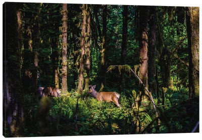 Olympic National Park Deer I Canvas Art Print - Olympic National Park Art