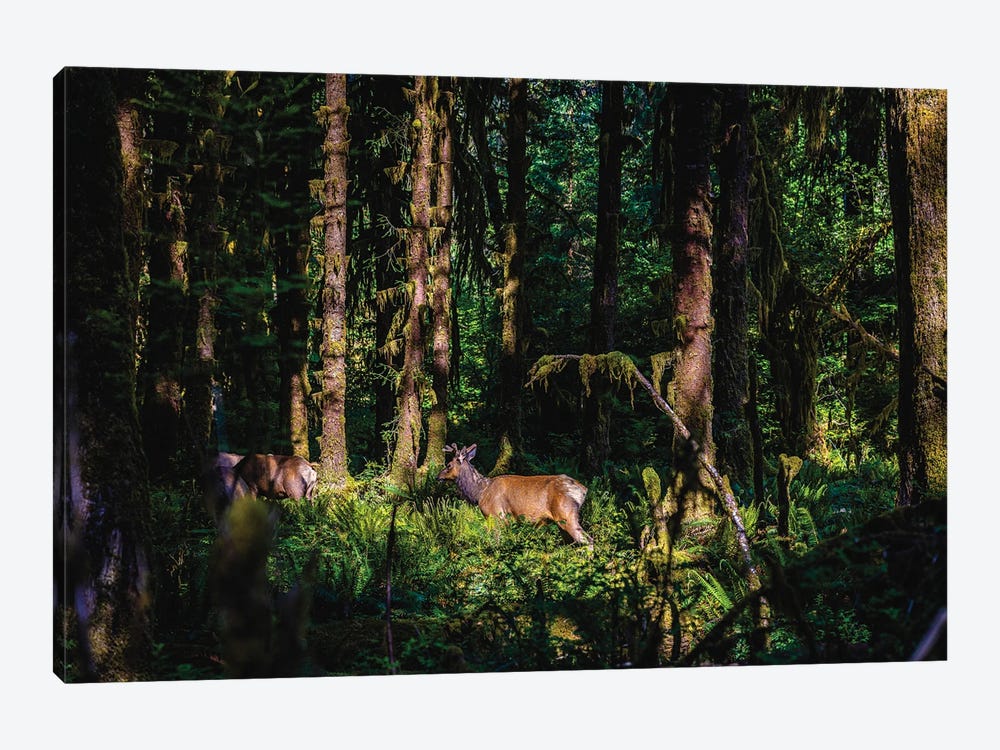Olympic National Park Deer I by Alex G Perez 1-piece Canvas Art