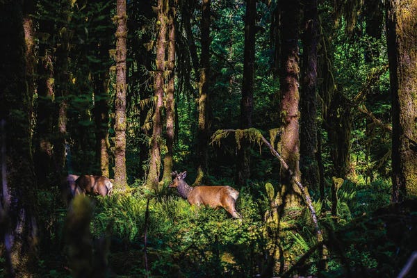 Olympic National Park: Olympic National Park Deer I by Alex G Perez