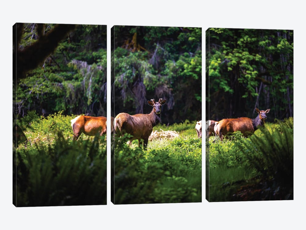 Olympic National Park Deer II by Alex G Perez 3-piece Canvas Wall Art