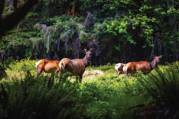 Olympic National Park: Olympic National Park Deer II by Alex G Perez