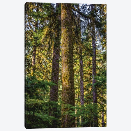 Olympic National Park Forest I Canvas Print #AGP591} by Alex G Perez Canvas Print