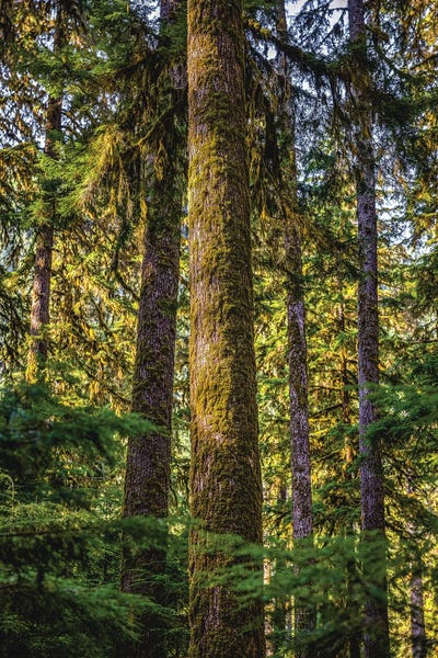 Alex G Perez: Olympic National Park Forest I by Alex G Perez