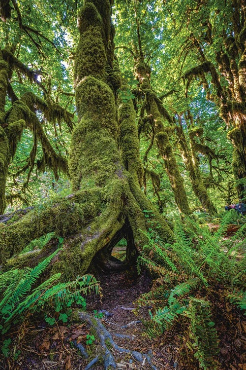 Olympic National Park Forest II