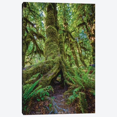 Olympic National Park Forest II Canvas Print #AGP592} by Alex G Perez Canvas Print