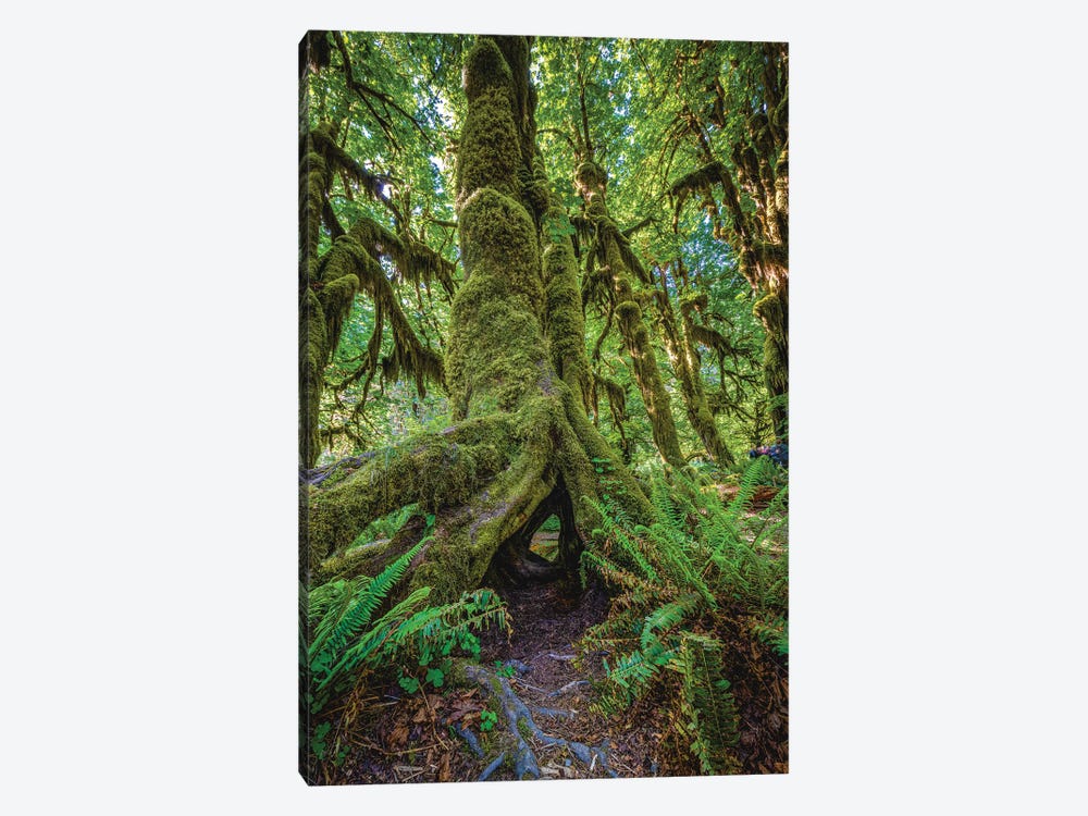 Olympic National Park Forest II by Alex G Perez 1-piece Canvas Artwork