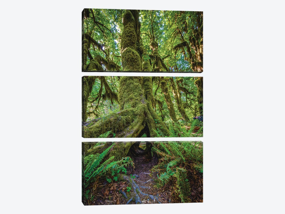 Olympic National Park Forest II by Alex G Perez 3-piece Canvas Wall Art